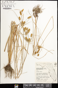 Cyperus retrorsus var. deeringianus image