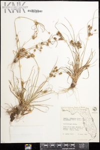 Cyperus retrorsus image