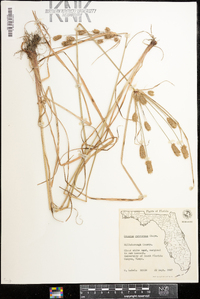 Cyperus retrorsus image