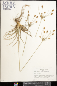 Cyperus retrorsus image