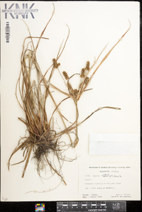 Cyperus retrorsus image