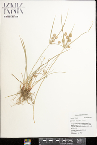 Cyperus retrorsus image