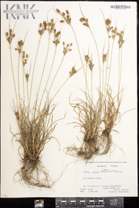 Cyperus retrorsus image