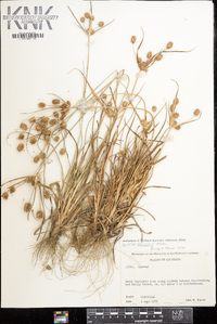 Cyperus retrorsus image