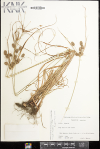 Cyperus retrorsus image