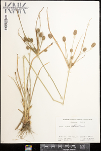 Cyperus retrorsus image