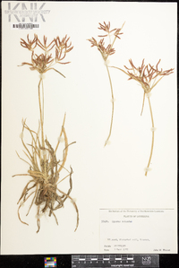 Cyperus rotundus image