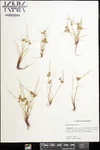 Cyperus squarrosus image