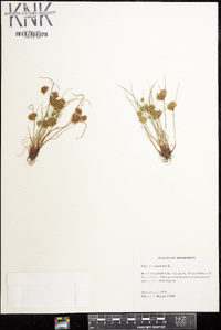 Cyperus squarrosus image