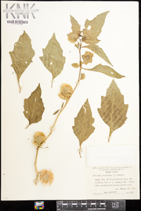 Nicandra physalodes image