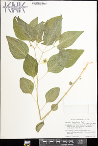 Physalis longifolia image