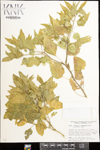 Physalis longifolia image