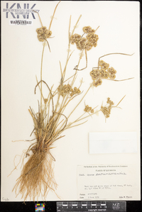 Cyperus surinamensis image