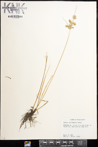 Cyperus surinamensis image