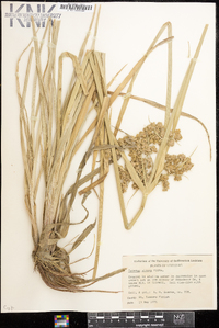 Cyperus virens image