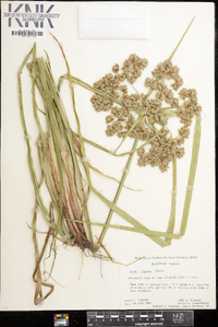 Cyperus virens image