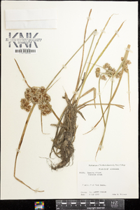 Cyperus virens image