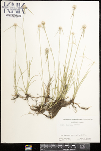 Rhynchospora colorata image