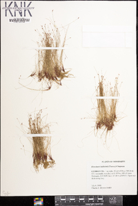 Eleocharis baldwinii image