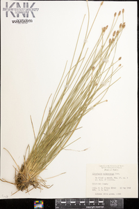 Eleocharis melanocarpa image