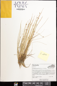 Eleocharis ovata image