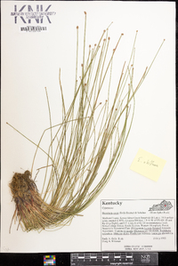 Eleocharis ovata image