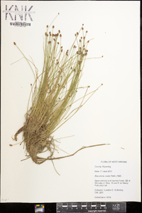 Eleocharis ovata image