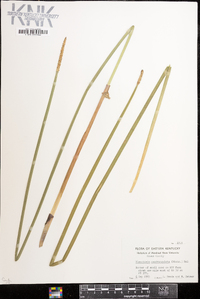 Eleocharis quadrangulata image