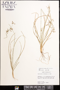 Fimbristylis annua image