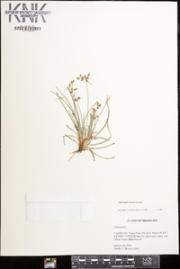 Fimbristylis decipiens image