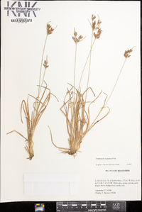 Fimbristylis tomentosa image