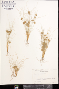 Fimbristylis vahlii image