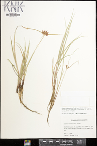 Cyperus sanguinolentus image