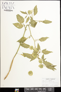 Physalis longifolia image