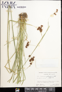 Rhynchospora glomerata image