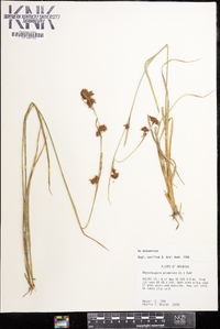 Rhynchospora glomerata image