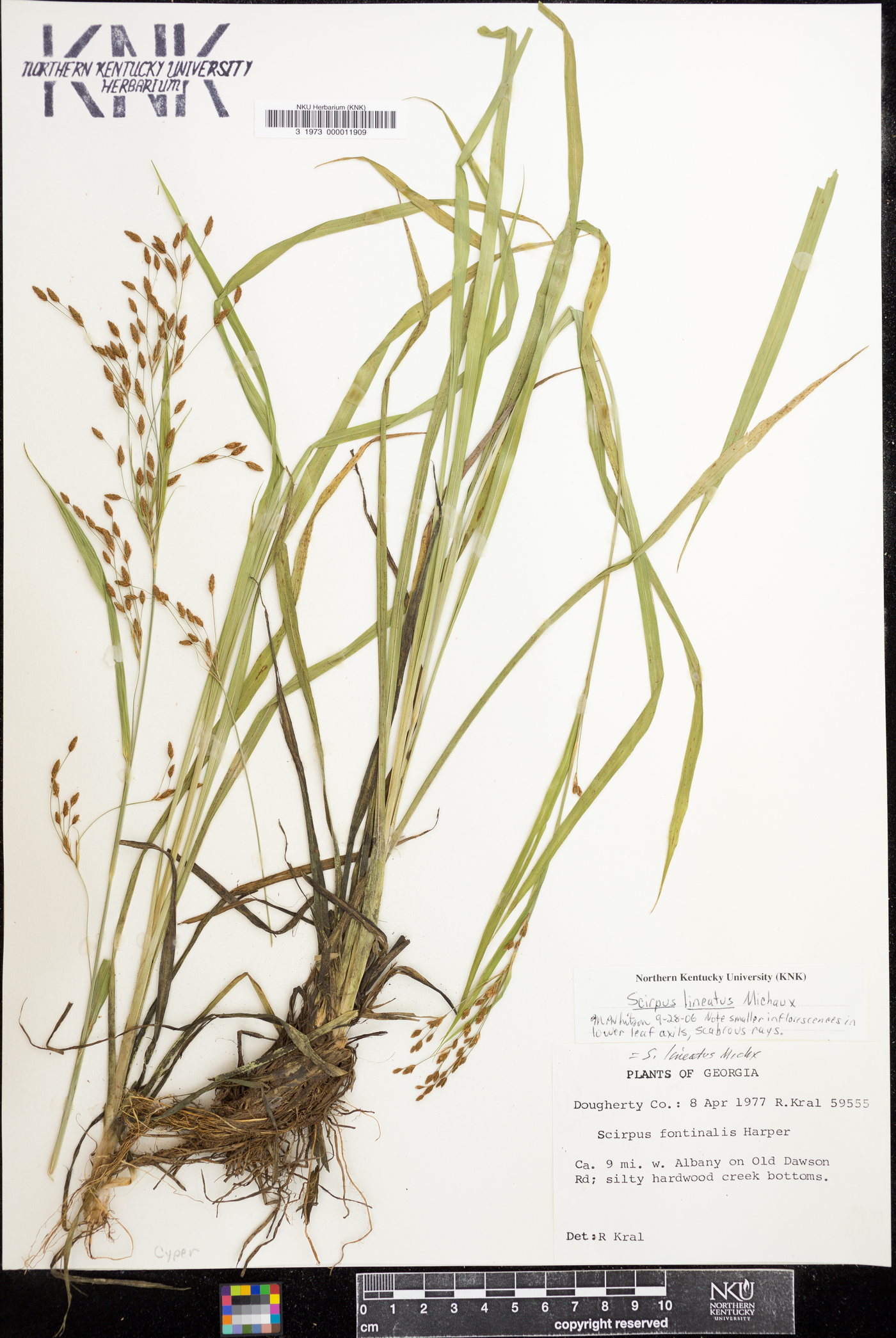 Scirpus lineatus image