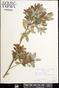 Cliftonia monophylla image