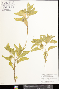 Physalis longifolia image