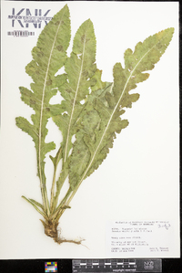 Dipsacus laciniatus image