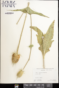 Dipsacus fullonum image