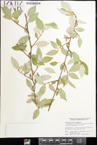 Elaeagnus pungens image