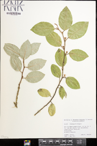 Elaeagnus pungens image