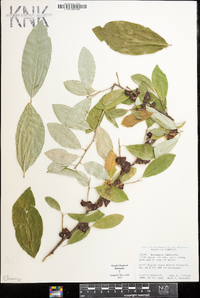 Elaeagnus umbellata image