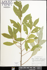 Elaeagnus umbellata image
