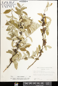 Elaeagnus umbellata image