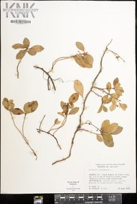 Gaultheria procumbens image