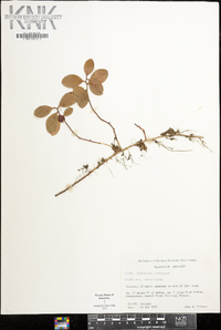 Gaultheria procumbens image