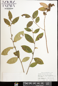 Leucothoe axillaris image