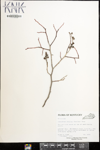 Leucothoe recurva image